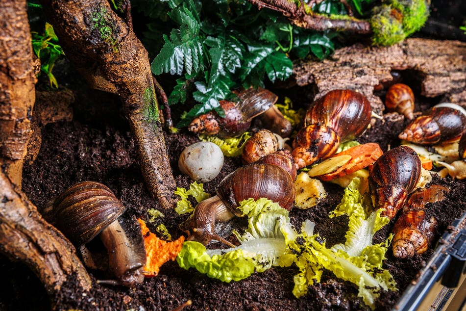 Mittag für die Achatschnecken.