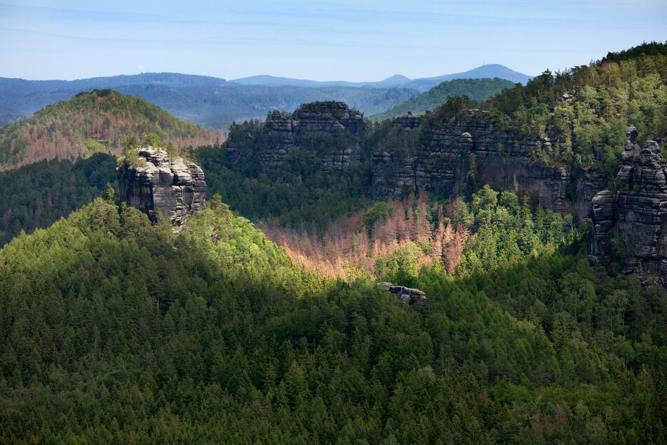 Eingeschränkter Blick: Die kahlen Stellen im Waldbild sind zu erkennen. Aber nur aus dem Weltall ergibt sich ein vollständiges Bild.