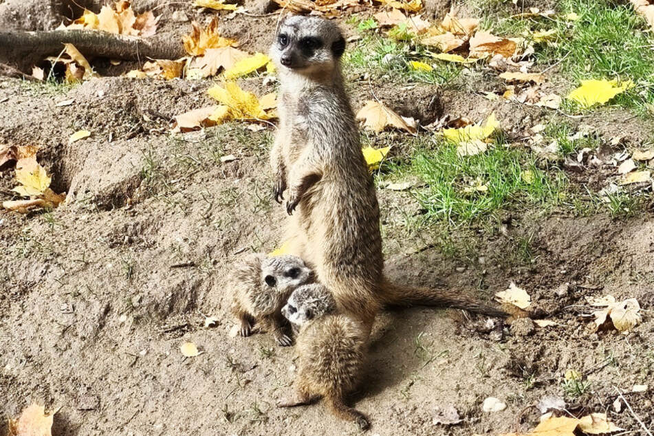 Zum zweiten Mal in diesem Jahr gibt's Nachwuchs bei den Erdmännchen im Tierpark Chemnitz.