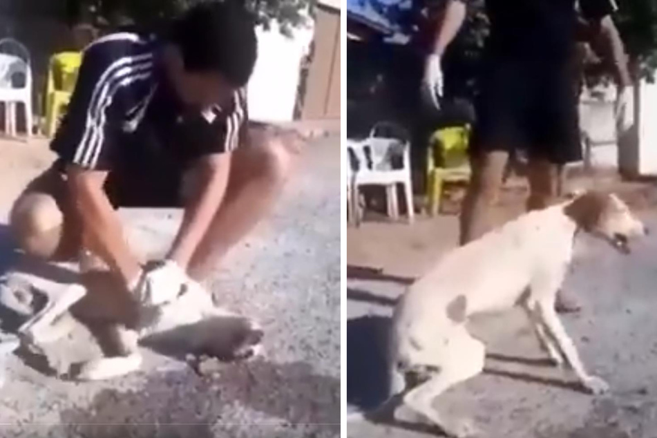 Ein Mann gab vollen Einsatz, um dem Hund das Leben zu retten - mit Erfolg!