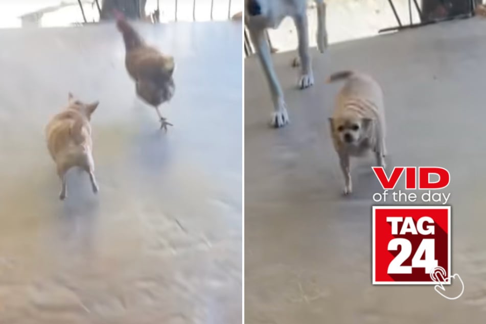 viral videos: Viral Video of the Day for March 10, 2026: Tiny pup acts as security guard against chickens in hilarious TikTok