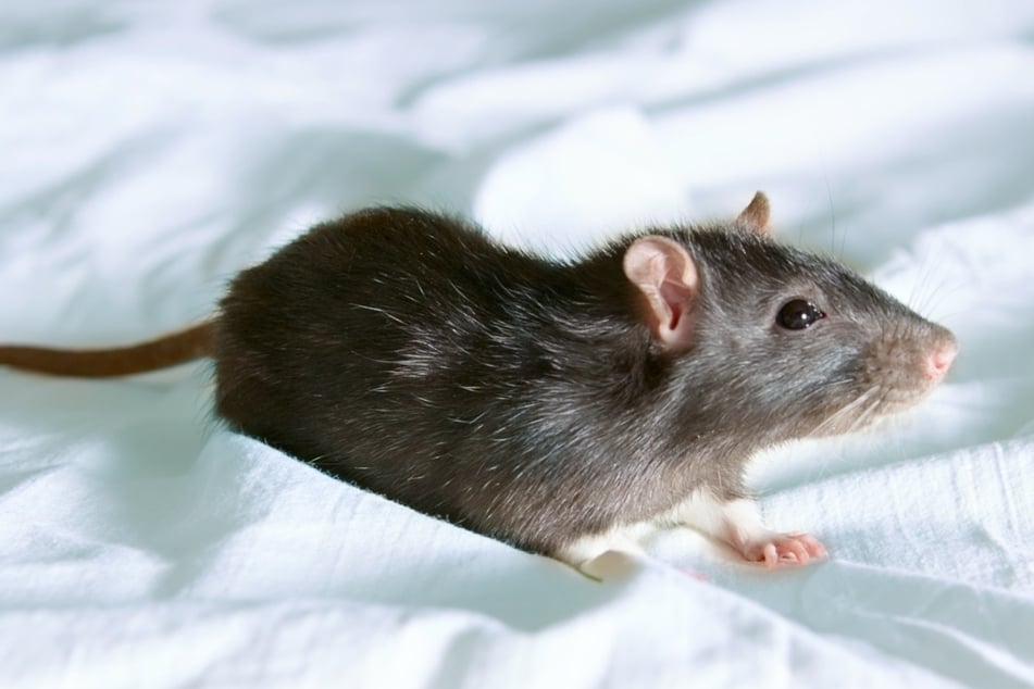 Ratte greift im Kinderzimmer an: Kleiner Junge (2) wird blutig gebissen