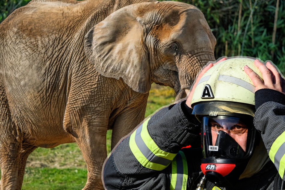 Elefantenkuh im Opel-Zoo fällt um: Feuerwehr rückt zu kuriosem Einsatz an