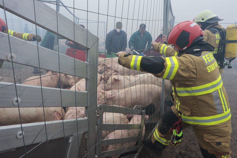Schweine werden aus einer Schweinemastanlage evakuiert. Seit dem Vormittag steht die Schweinemastanlage in Brand.