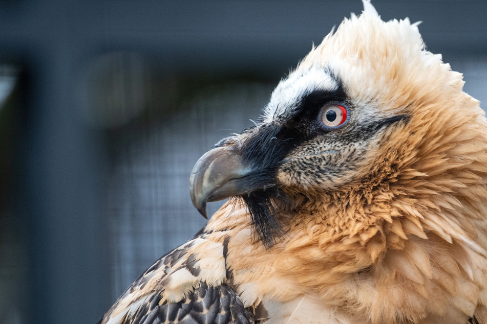 Bartgeier-Nachwuchs aus Nürnberger Zoo zieht wohl um