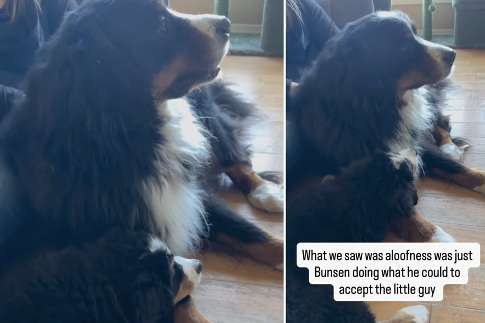 Als Berner Sennenhund "Bunsen" plötzlich nicht mehr mit Welpe "Bernoulli" spielen wollte, ahnte noch keiner, was dahintersteckte.