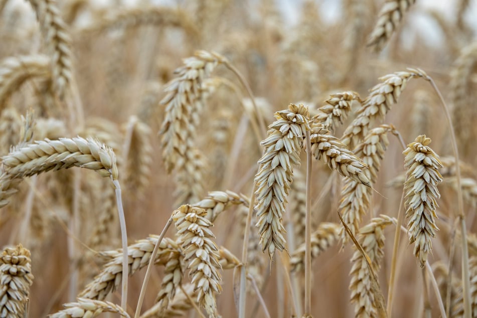Die Ukraine ist einer der wichtigsten Getreideproduzenten der Welt.