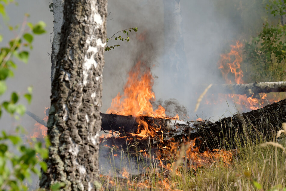 Der Waldbrand in dem ehemaligen Truppenübungsgebiet ist immer noch nicht gelöscht.