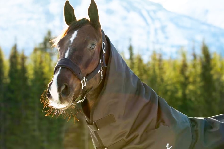 On Saturday, December 20, horse blankets are super cheap at Chewy