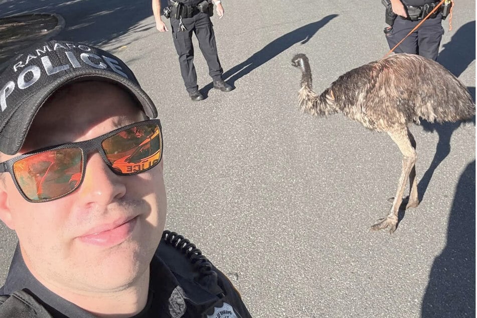 Emu auf der Flucht: Tierischer Ausreißer hält Polizei auf Trab