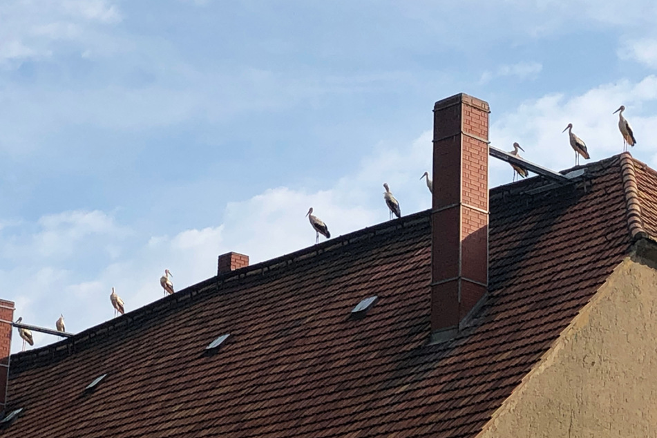 Hör mal, wer da klappert! 20 Störche haben sich auf dem Dach eines sächsischen Gehöfts niedergelassen