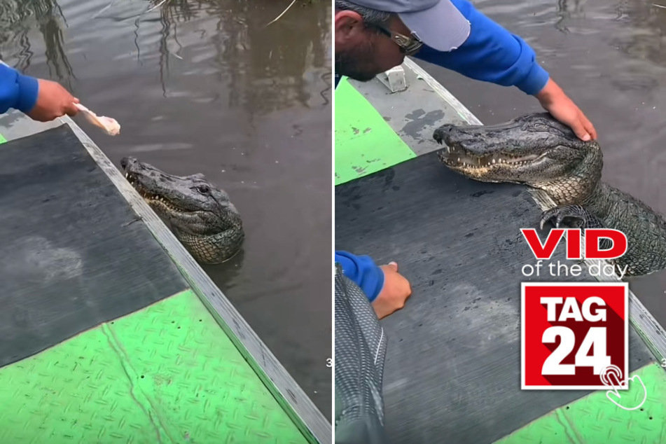 viral videos: Viral Video of the Day for May 5, 2023: Fearless man pets alligator like dog