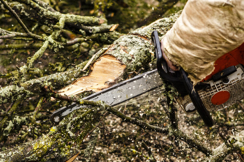 Ein 68-Jähriger wurde von einem Baum schwer verletzt. (Symbolbild)