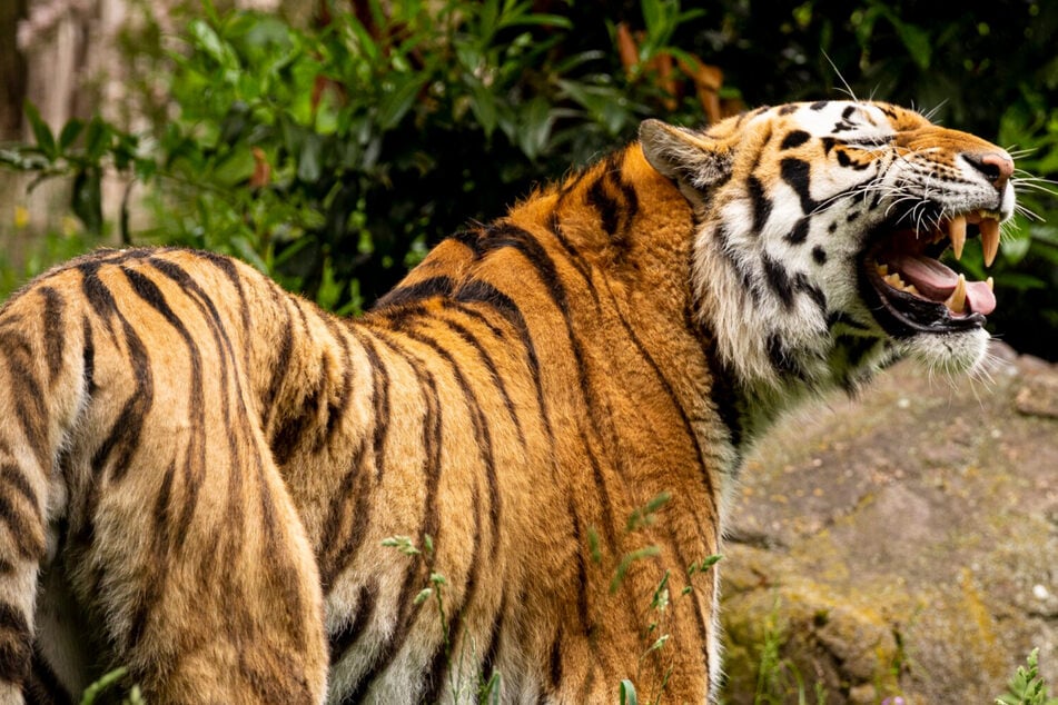Schwere Trennung: Magdeburger Zoo verschiedet sich von Sibirischem Tiger