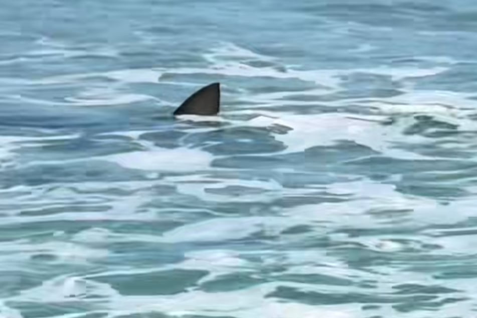 Wenige Sekunden nachdem Roth aus dem Wasser gekommen war, war in unmittelbarer Nähe ein großer Hai zu sehen.
