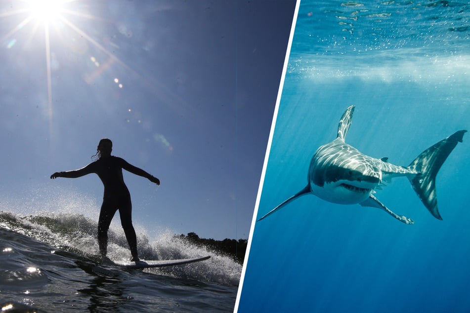 Delfine retten Surfer vor 6-Meter-Hai: "Sie waren meine Schutzengel"