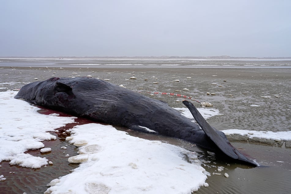 Für diesen Wal kam jede Hilfe zu spät.