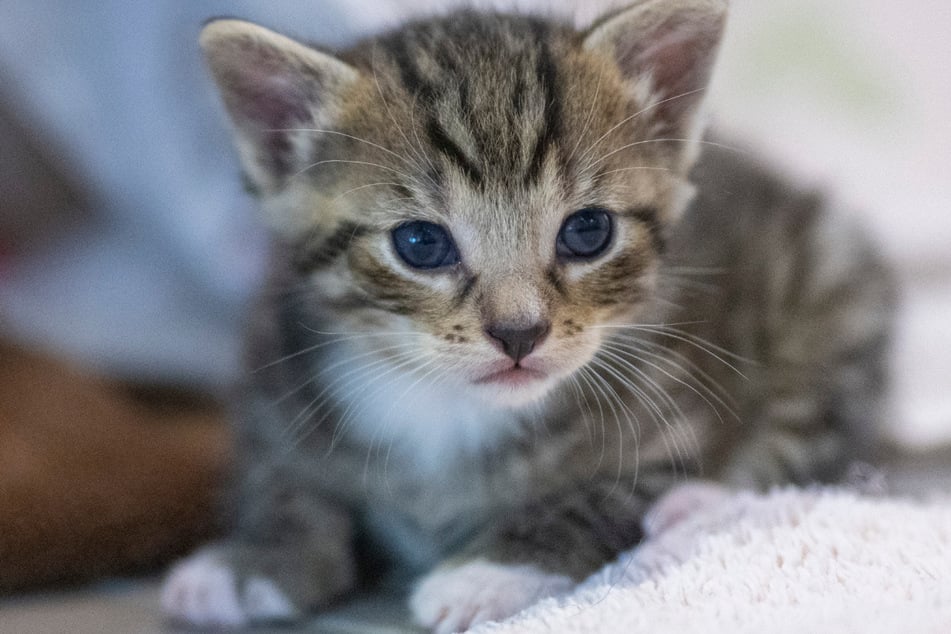 Immerhin: Die kleine Katze hat den erschreckenden Vorfall bei Kirchdorf am Inn unbeschadet überstanden. (Symbolbild)