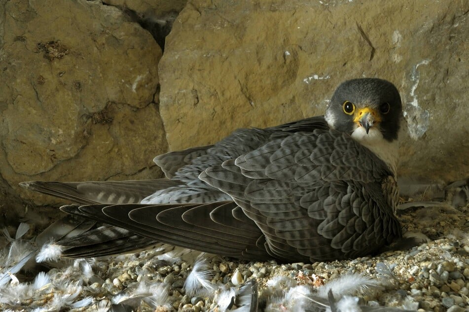 Wanderfalken sind vorwiegend Felsenbrüter. Sie gelten in Deutschland als streng geschützt. (Symbolfoto)