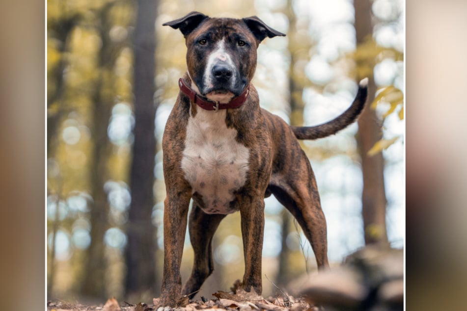 Hund Sniper (6) sucht erfahrene Besitzer.