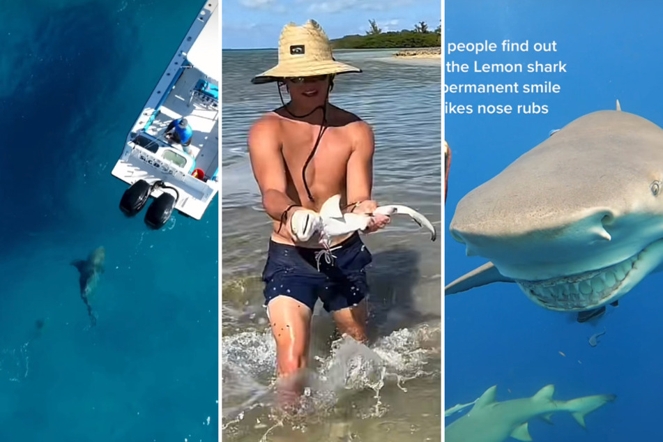 Shark Week: Top 3 bite-sized shark videos of the week on TikTok