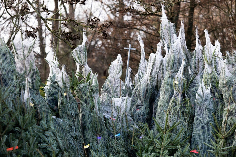 In Magdeburg wurden über 10 Tannen geklaut. (Symbolbild)