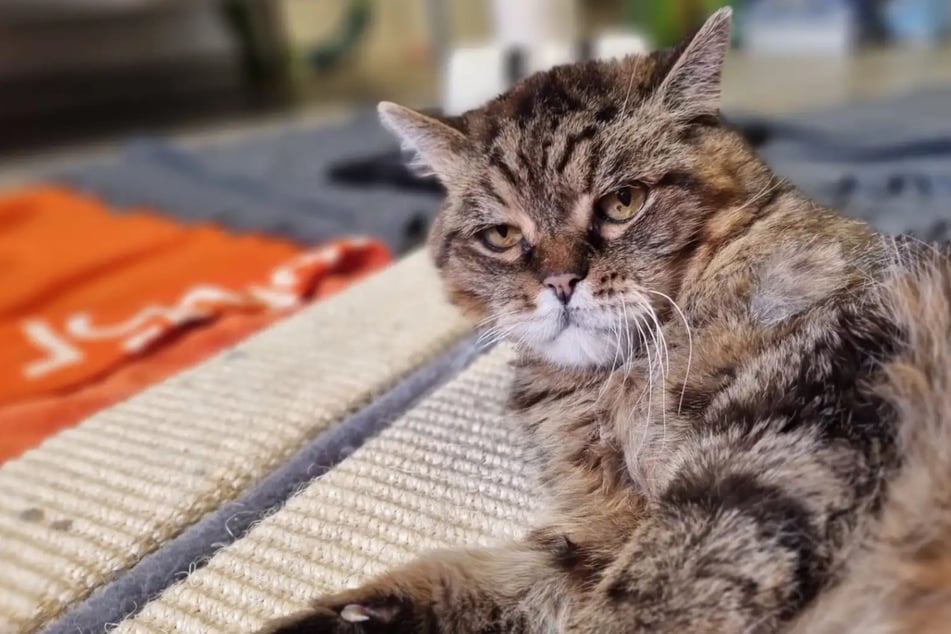 Europäisch Kurzhaar-Kater Bommel ist derzeit im Hamburger Tierheim untergebracht.
