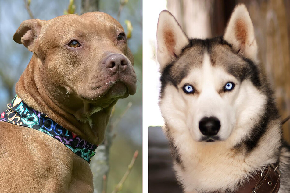 Both pitbulls (l.) and huskies (r.) have strong personalities, so when the dogs mate, their offspring can be pretty headstrong.