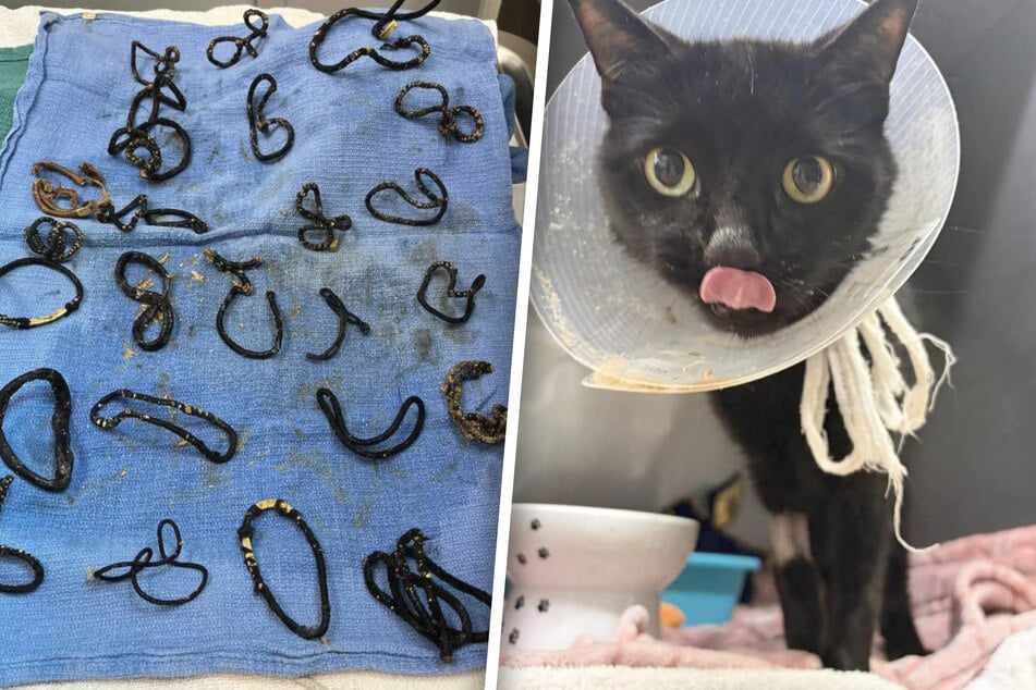 Katze Midnite kämpft ums Überleben: Im OP machen Tierärzte eine erschreckende Entdeckung