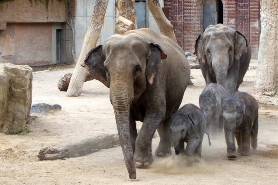 Abkühlung im Sommer: Alle Leipziger Elefanten feiern Bade-Party - nur einer steht daneben