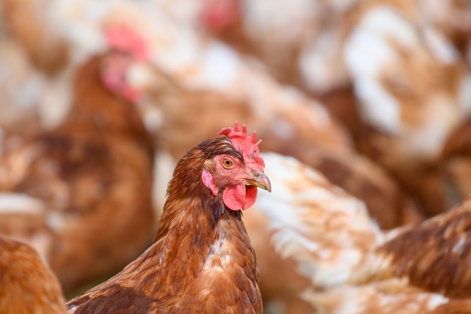 Rund um den betroffenen Betrieb wurde eine Schutzzone eingerichtet. (Symbolfoto)