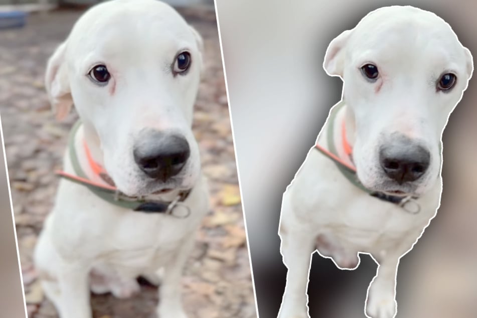 A pesar de las cicatrices y heridas del pasado: el perrito Balu anhela un nuevo hogar