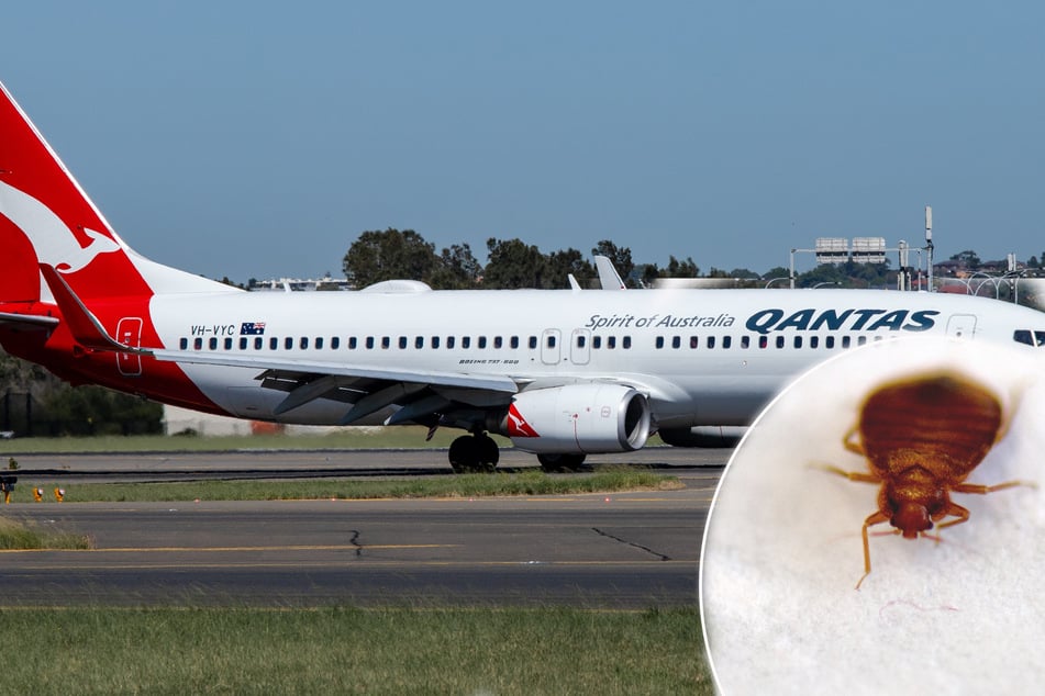 Alarm im Flugzeug: Passagiere entdecken Insekten in Schuhen und auf Kleidung