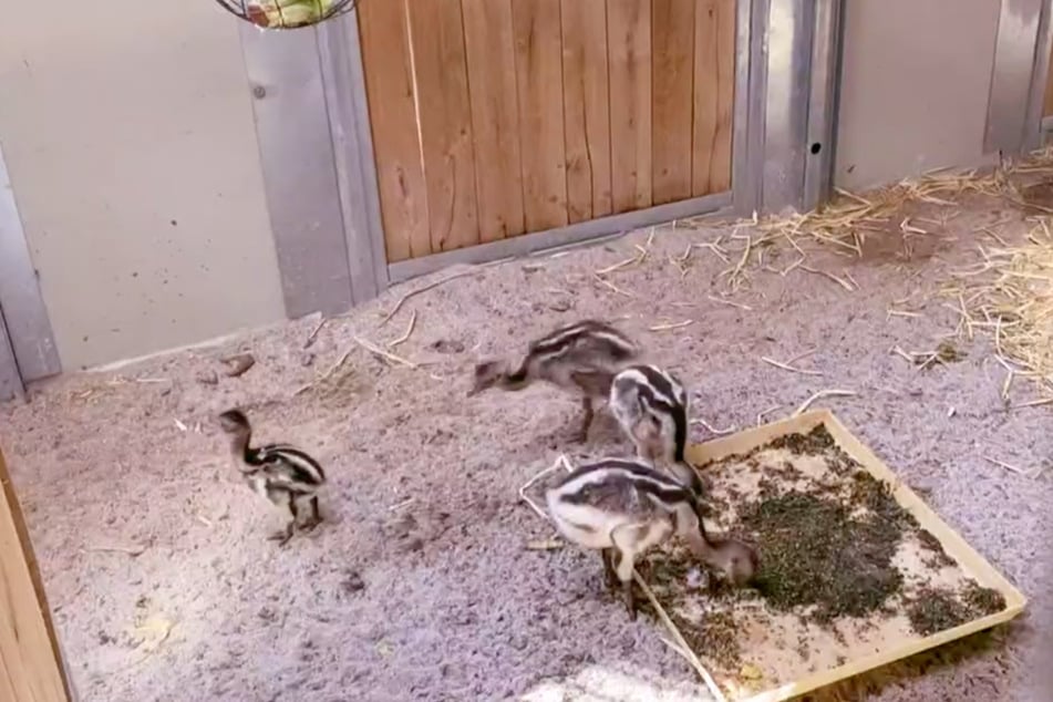 Der Nandu-Nachwuchs ist schon ganz schön flott unterwegs. Links übrigens zu sehen: Der kleinste von ihnen, der Nachzügler, auf den die Pfleger ein besonderes Auge haben.