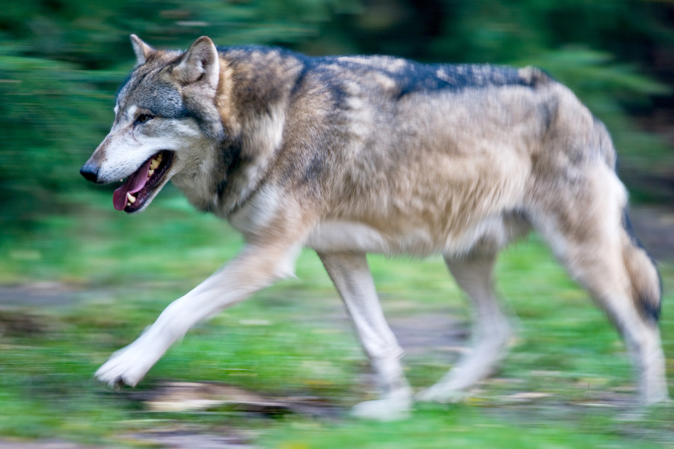 75 Wölfe dürfen in diesem Jahr in Schweden getötet werden. (Symbolfoto)
