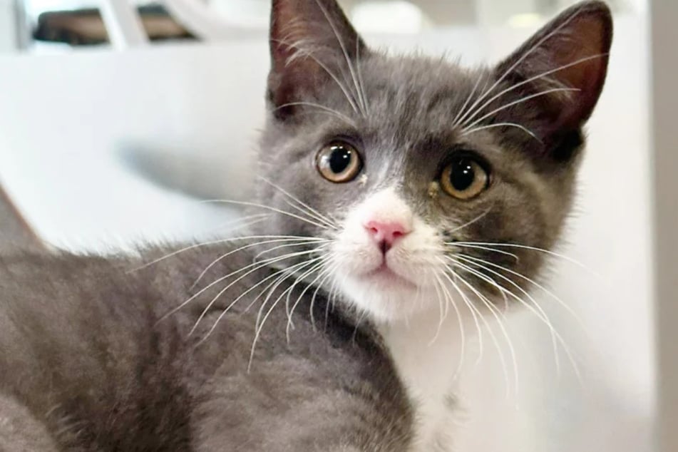 Wie kan de lieve Rudi en zijn vriend een mooi kattenleven voor altijd schenken?