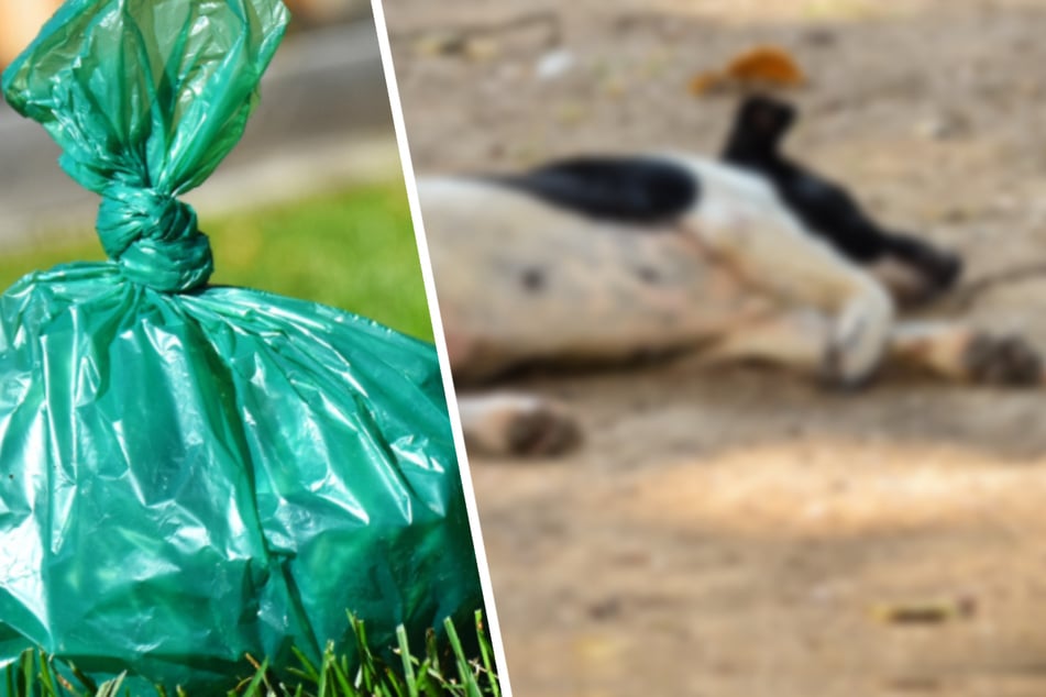 Schock am späten Abend: Spaziergänger findet grausam getöteten Hund in Plastiktüte