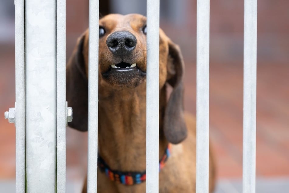 In Sachsen sind im vergangenen Jahr 613 Beißvorfälle mit Hunden gemeldet worden. (Symbolbild)
