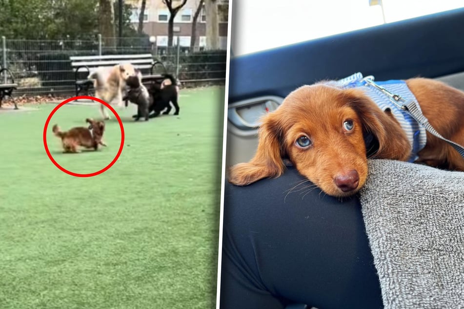 Dackel Frank blickt im Hundepark verunsichert zu seinem Frauchen. Am Ende bleibt er allein.