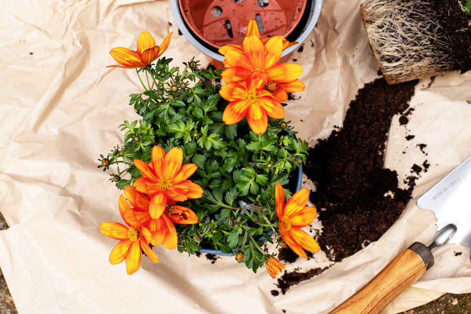 Nachdem die Blumentöpfe nach den Vorstellungen der Kinder bemalt wurden, kommen die Blumen hinein.