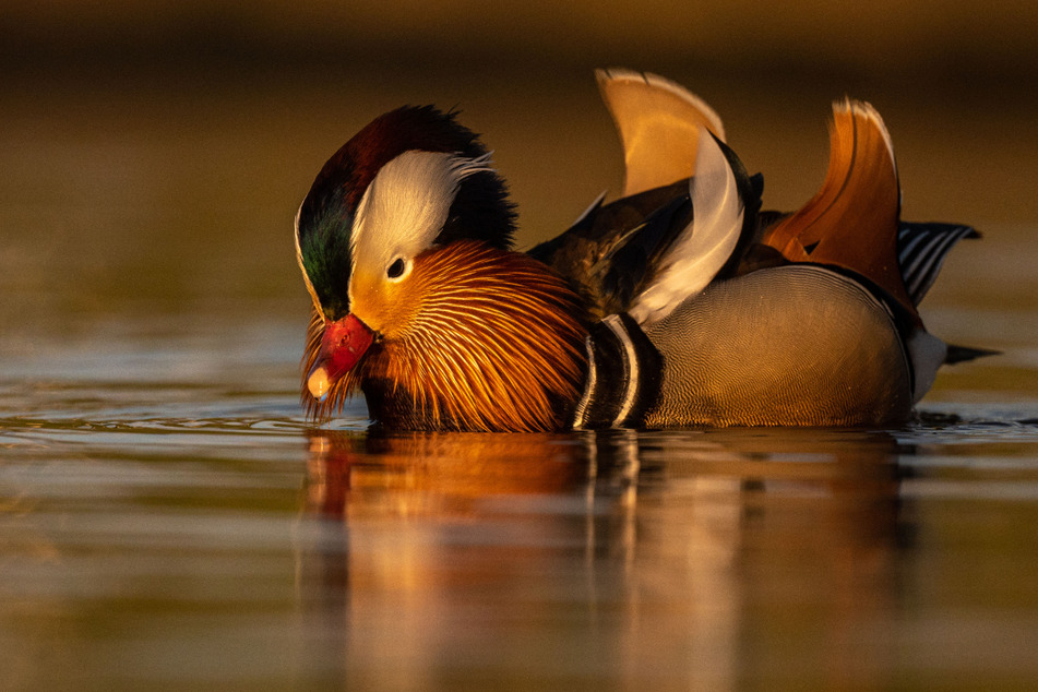 Eine schwimmende Mandarin-Ente.