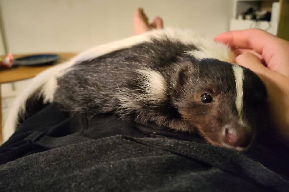 Möglicherweise hat sich das Raubtier in einer geschützten Ecke versteckt.