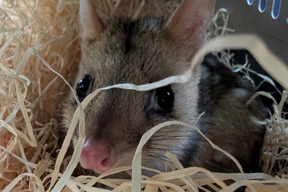 Die fünf Tüpfelbeutelmarder haben sich inzwischen gut in ihrem neuen Zuhause in Duisburg eingelebt.
