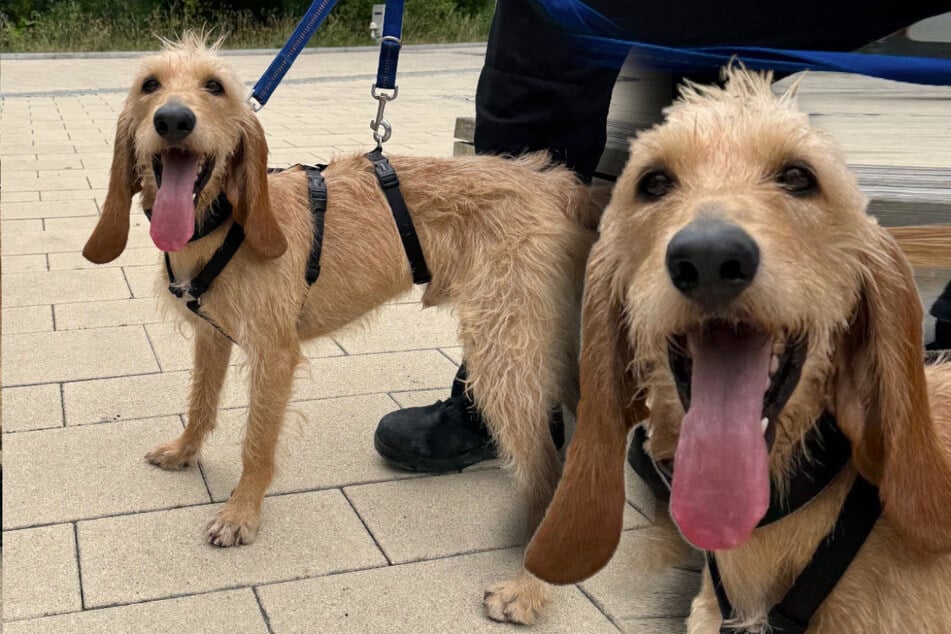 Sonnenschein Kurti hat ein Problem: Findet der Hund trotzdem sein Happy End?