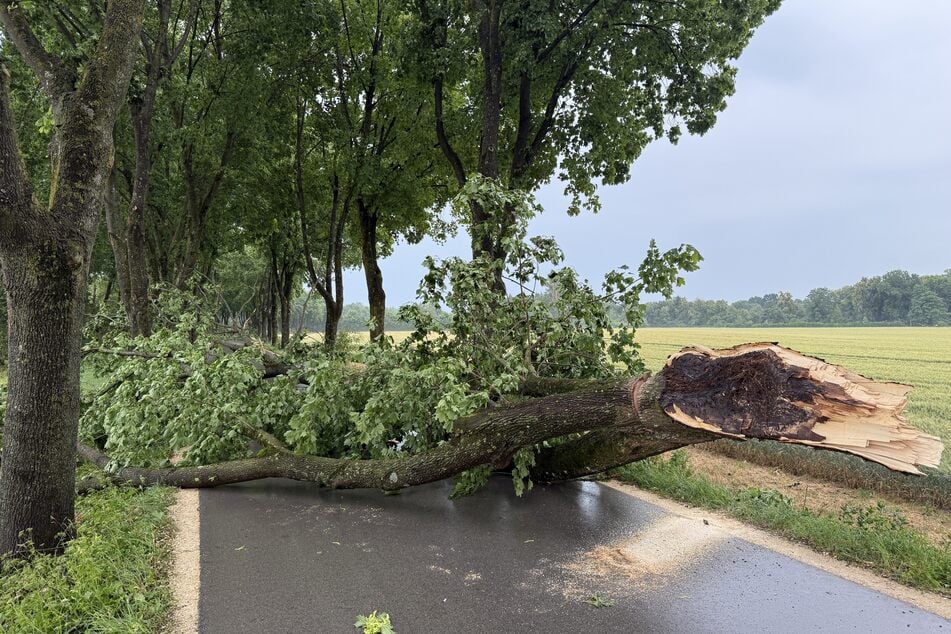 Ein abgebrochener Baum blockiert eine Straße bei Rohrenfeld.