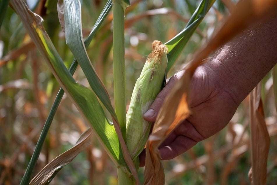 Landwirte haben teils schwere Ernteeinbußen. (Symbolfoto)