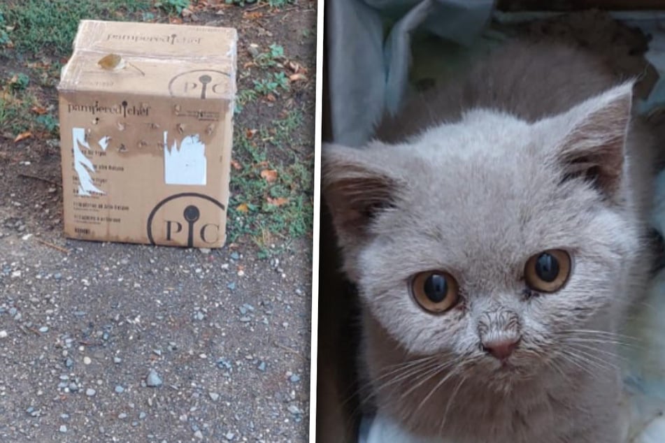 Kätzchen in völlig verschmutzter Box gefangen: Der Blick ins Innere schockiert