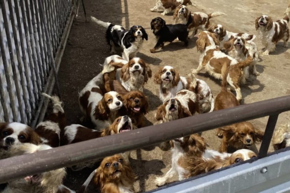 Als die Polizei die Häuser durchsuchte, fanden die Beamten unzählige abgemagerte und geschwächte Hunde.