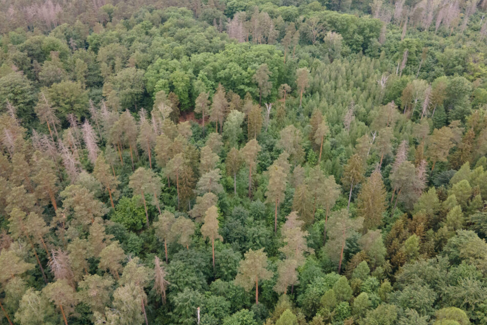 Auch in der Dresdner Heide ist Vorsicht geboten. Die Landeshauptstadt hat eine Verfügung zum Betreten der örtlichen Wälder erlassen.