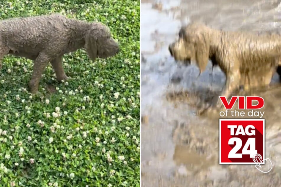 viral videos: Viral Video of the Day for July 2, 2024: Dog can't see after rolling in mud: "You missed a spot!"